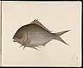 Painting of Fish (CBL C 1382)