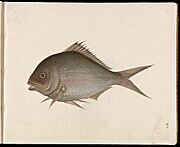 Painting of Fish (CBL C 1382)