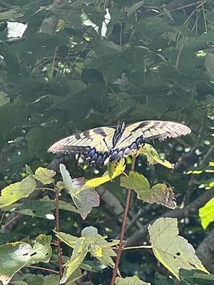 Papilio glaucus in the leaves