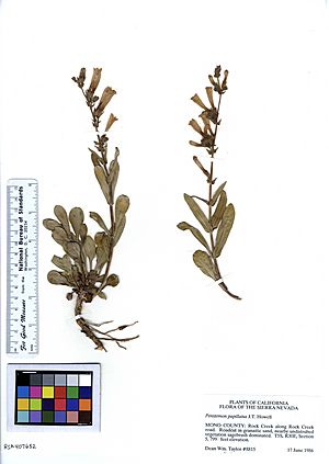 Penstemon papillatus dupl. of RSA407652 (5468968995).jpg