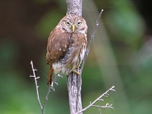 Peruvian Pygmy-Owl (Glaucidium peruanum) El Empalme, Ecuador.jpg