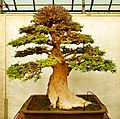 Pescia, museo del bonsai, ulmus parvifolia, stile moyogi (eretto informale), dalla cina, circa 120 anni