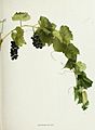 Photograph of Vitis rupestris from the book The Grapes of New York 1908