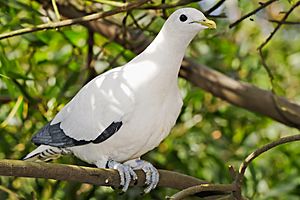 Pied Imperial-pigeon - melbourne zoo