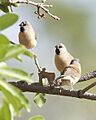 Poephila acuticauda -Wulagi, Darwin, Australia -juvenile-8a