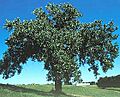 Populus deltoides
