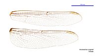 Potamarcha congener female wings (34249210683)