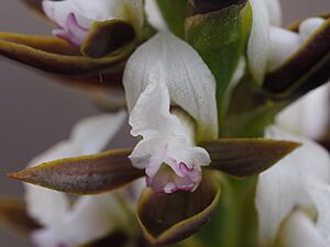 Prasophyllum sargentii 03