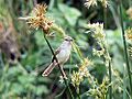 Prinia subflava