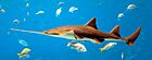 Pristis pristis - Georgia Aquarium Jan 2006.jpg