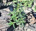 Prostanthera tallowa