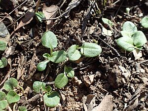 Pterostylis obtusa rosette leaves