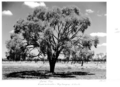 Queensland State Archives 5303 Boree tree Cunnamulla to Thylungra S Route January 1955