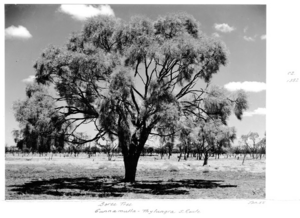 Queensland State Archives 5303 Boree tree Cunnamulla to Thylungra S Route January 1955.png