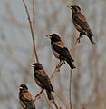 Rosy Starling (Sturnus roseus) near Hyderabad W2 IMG 4837