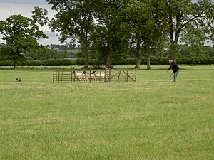 Ryedale Show 2010 (geograph 2034523)