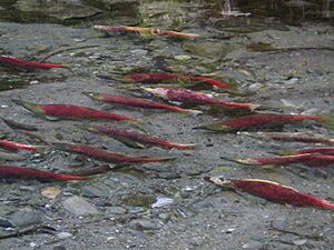 Salmon run in Glacier Bay (38a5aa9c-1dd8-b71c-0750-c193363a5006)