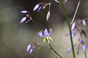 Smooth Flax Lily- Dianella longifolia (7075154909)