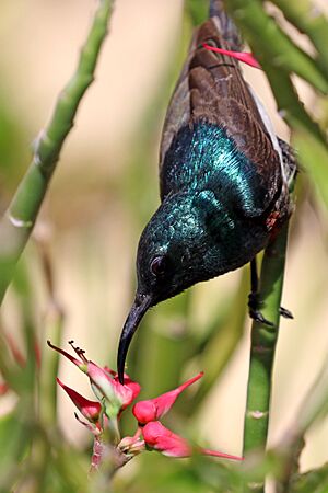 Souimanga sunbird (Cinnyris sovimanga apolis) male.jpg