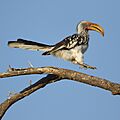 Southern Yellow-billed Hornbill, Tockus leucomelas, at Marakele National Park, Limpopo, South Africa (45811868935)