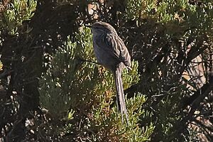 Streaked Tit-spinetail.jpg