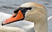 Tête de cygne sur les étangs de Brimeux en vallée de Canche Marais de Marenla 3 aout 2017a 02