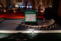 Tangvayosaurus tail.jpg