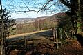The Frith - geograph.org.uk - 114763