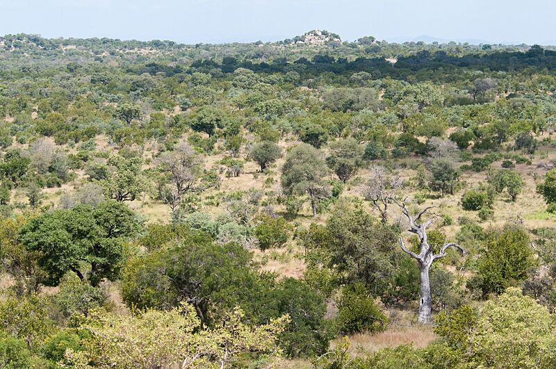 The Lowveld (4098445581)