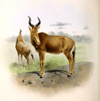The book of antelopes (1894) Bubalis busephalus