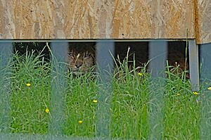 Tirana Zoo Balkan Lynx (OSCAL19 trip).jpg