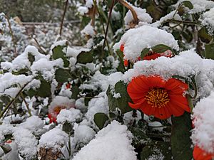 Tithonia rotundifolia Covered In the First Snow of Fall in Zone 5a