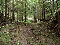 Trail through break in forest wall near Gelli Aur - geograph.org.uk - 195917