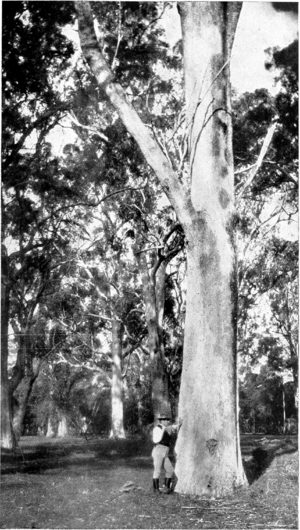 Tuart in Primer of Forestry Poole 1922
