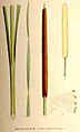 Typha angustifolia nf