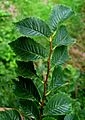 Ulmus minor 'Stricta' leaves