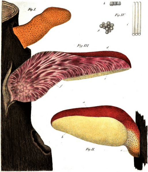 Vittadini - Fistulina hepatica