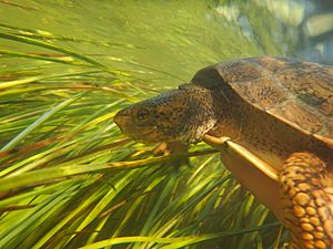 Western Pond Turtle (Bear Creek)