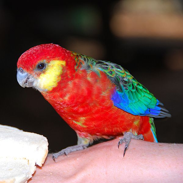 Western Rosella (Platycercus icterotis)-5-4c