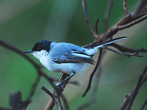 White-lored Gnatcatcher.jpg