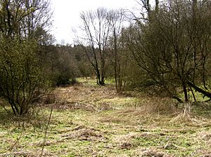 Woodland glade, Hurtmore Bottom, Shackleford - geograph.org.uk - 171802.jpg