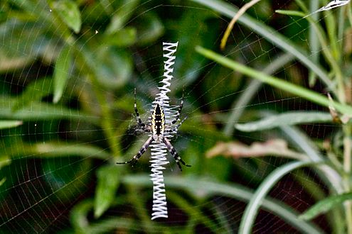 Yellow garden spider zig zag web