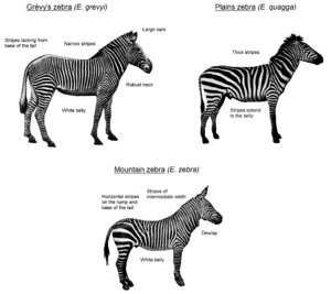 Zebra species (ENG)