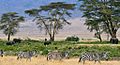 Zebras, Serengeti savana plains, Tanzania