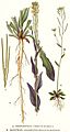 194 Arabidopsis thaliana, Turritis glabra