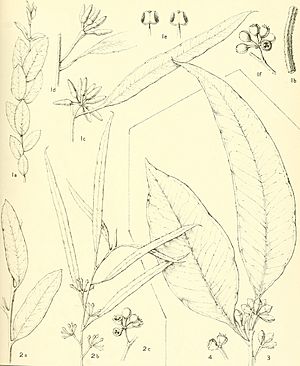 A critical revision of the genus Eucalyptus (1903) (20718773281)