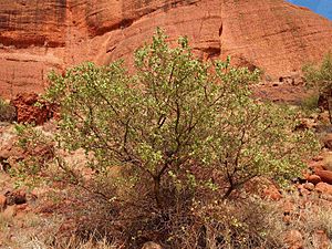 Acacia strongylophylla.jpg