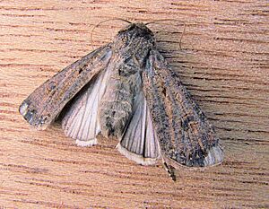 Agrotis ipsilon Grote worteluil vleugels (1)