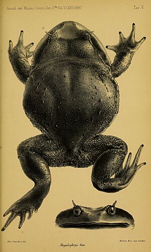 Annali del Museo civico di storia naturale di Genova (1887) (17788312284).jpg