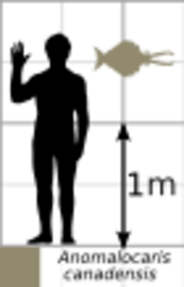 Anomalocaris canadensis scale